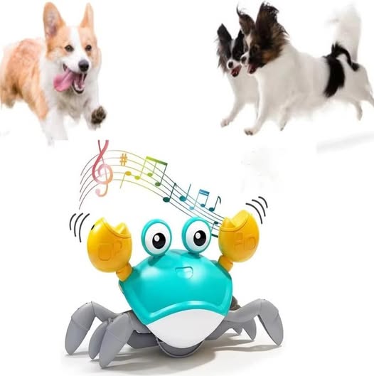 petneedsexpress's tweet image. Bring playtime to life with the **Interactive Musical Dancing Crab Toy**! It lights up, plays music, and moves around to keep kids and pets laughing and engaged.  🦀🎶
#InteractiveToy #FunPlaytime #KidsToys #PetFriendly #PlayAndLearn
petneedsexpress.com...