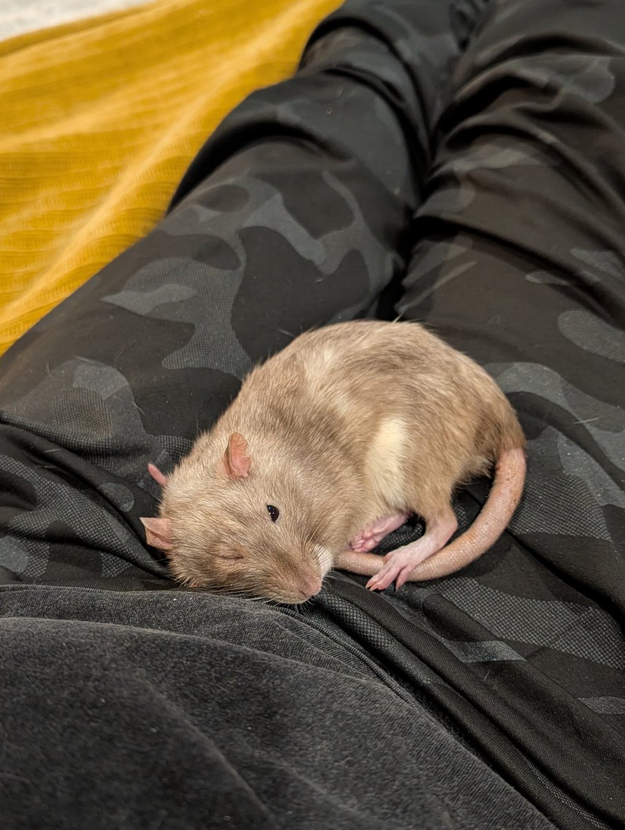 RatsPicnic's tweet photo. https://t.co/zKP3LkrHDz