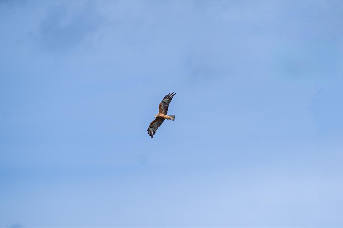 russellcrowe's tweet image. Hey buddy !