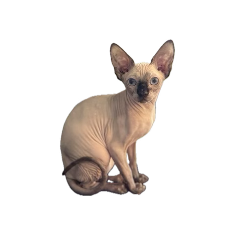 🚨GIVEAWAY🚨

The #EmiratesNBACup is tonight, and I’m HYPED for the game!

Want to win this Castle debut?!  
Correctly guess his points, assists and rebounds to win!  (I will start with correct points guesser, then if multiple are right I will include assists, and then rebounds)