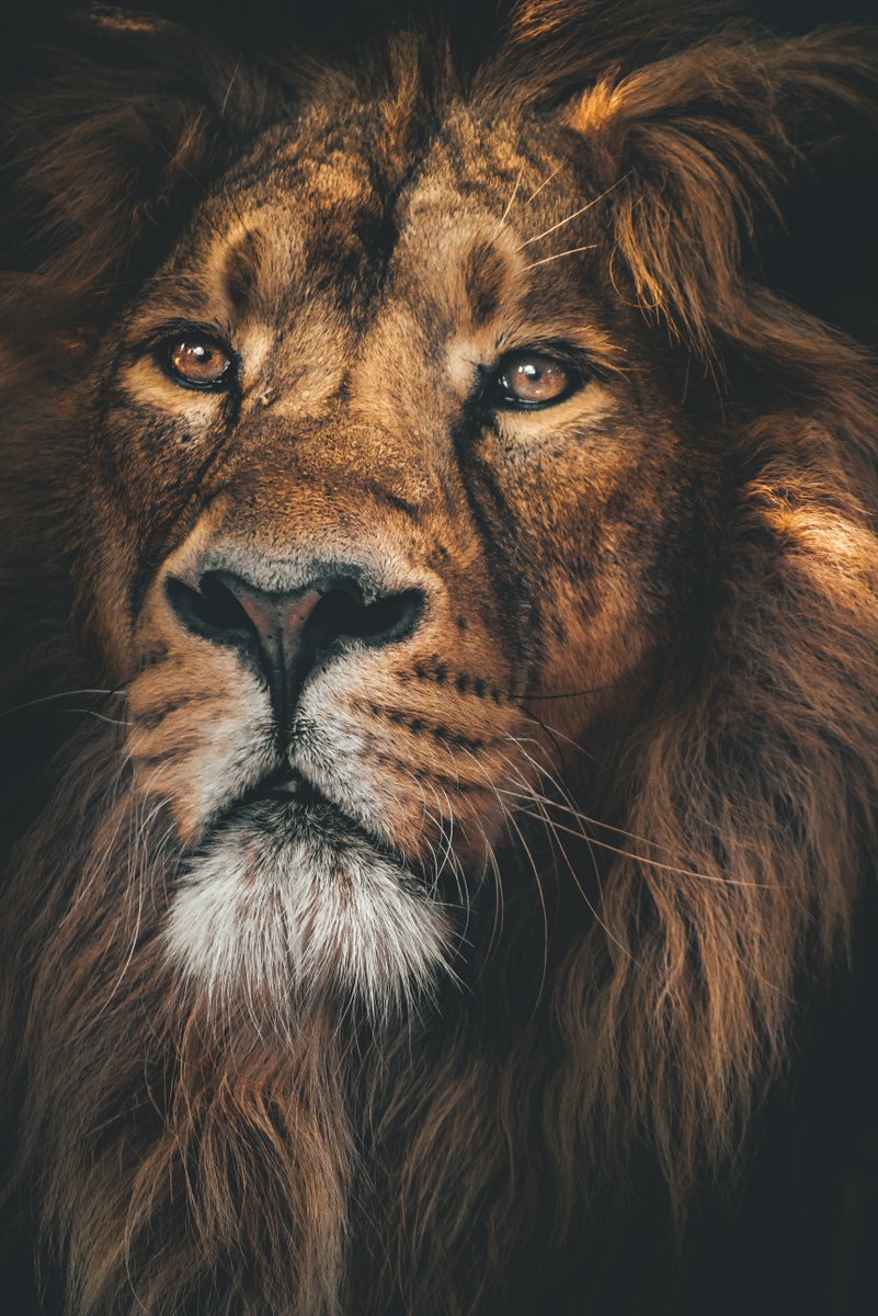 LionsEveryday's tweet photo. https://t.co/xOp4vgylDt