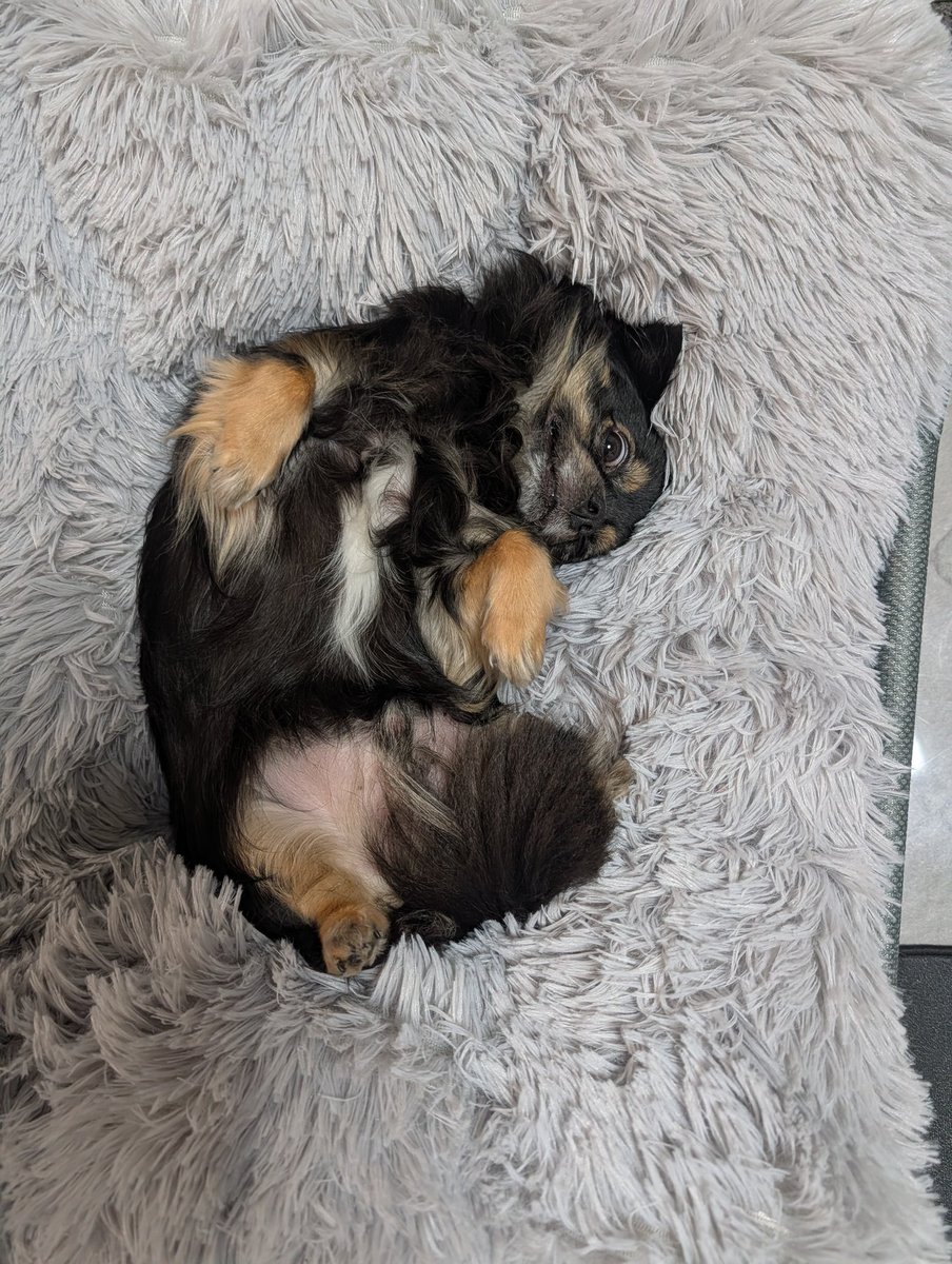 こうゆう風に寛いでもらいたい！私は、自分の命より、この子のが大切、宝物なんです。