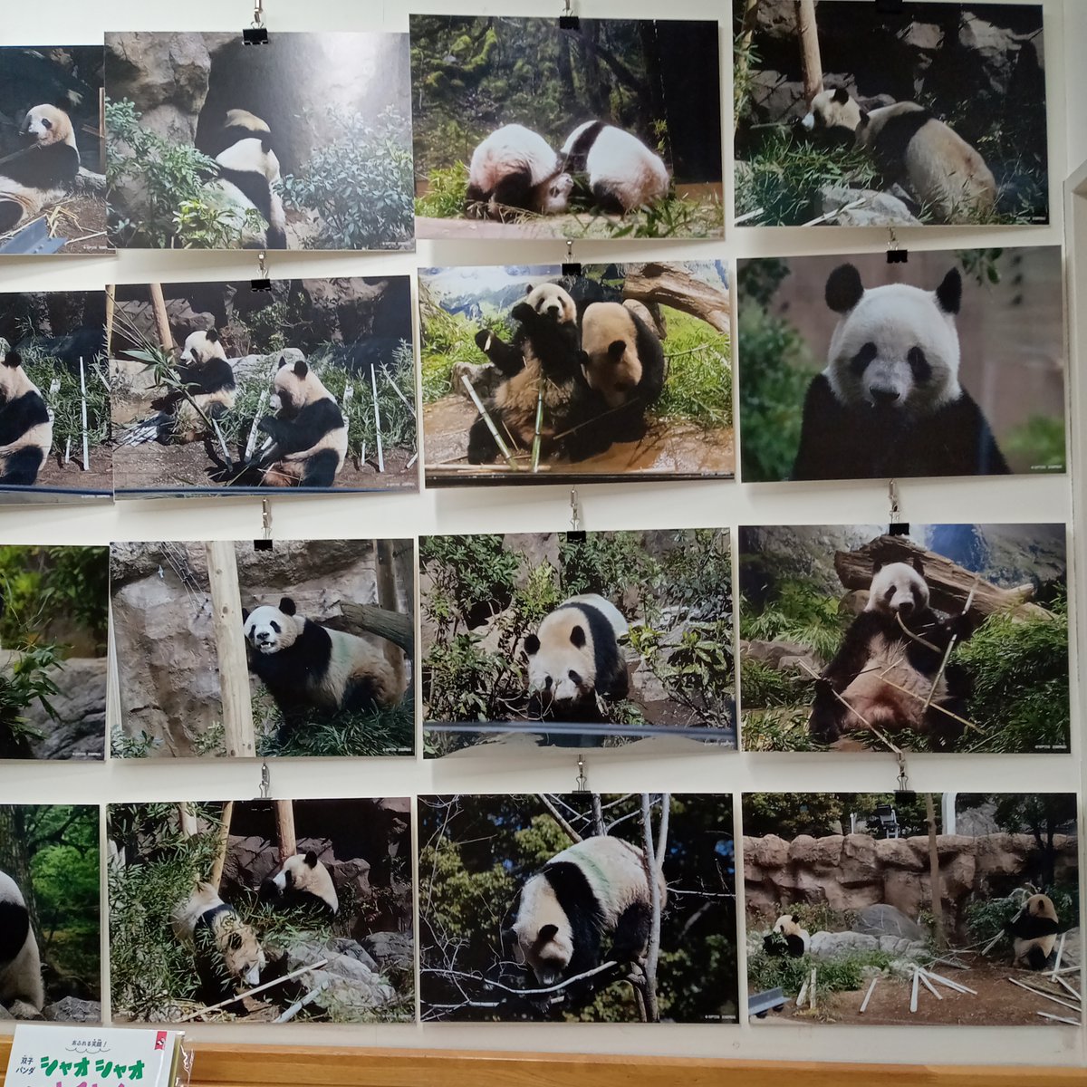 技術評論社パンダ部 (@gihyo_panda) / Posts / X