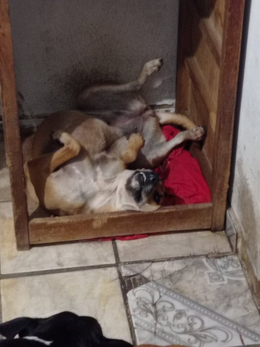 Infelizmente nao estamos tendo mais doações . Ainda falta da nota casa de ração aR$5.410
PIX CPF 077.026-77 Walisson