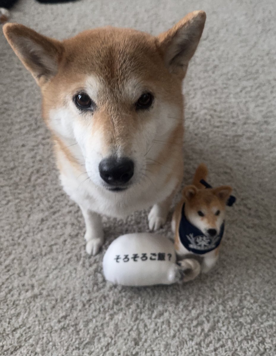 ご飯まだ？
#柴犬
#きなこ