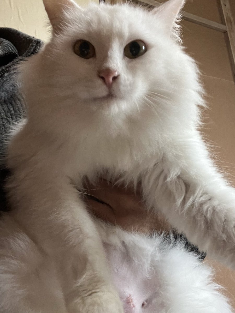 白猫野郎 白猫プロジェクト NEW WORLD'S』×「野郎ラーメン」の「野郎よ！白猫