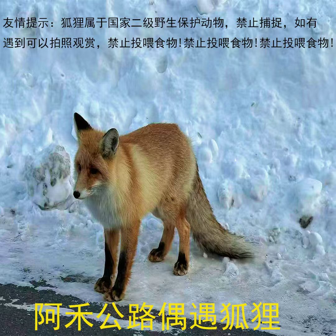 JohnPeng1995's tweet photo. 新疆阿勒泰阿禾公路冬季自驾
#新疆阿禾公路 #阿禾公路 #阿禾公路自驾 #新疆冬季阿禾公路 https://t.co/l5DRof4zY6