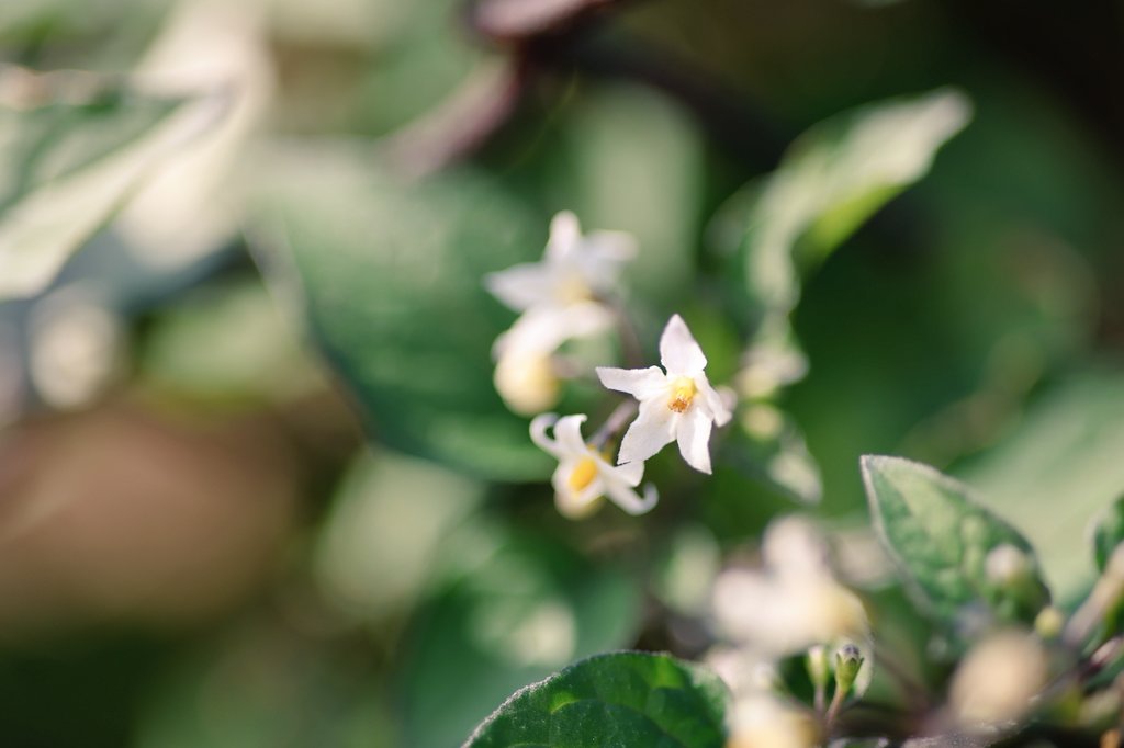 hiro_photo39's tweet photo. おはようございます。
#お写ん歩 #Canon #EOSR6mk3 #花写真 https://t.co/m3hhHtFSIh