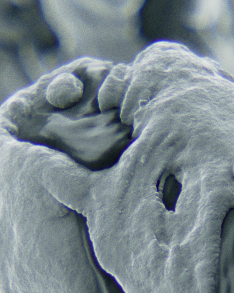 Shaded Vertex tweet media