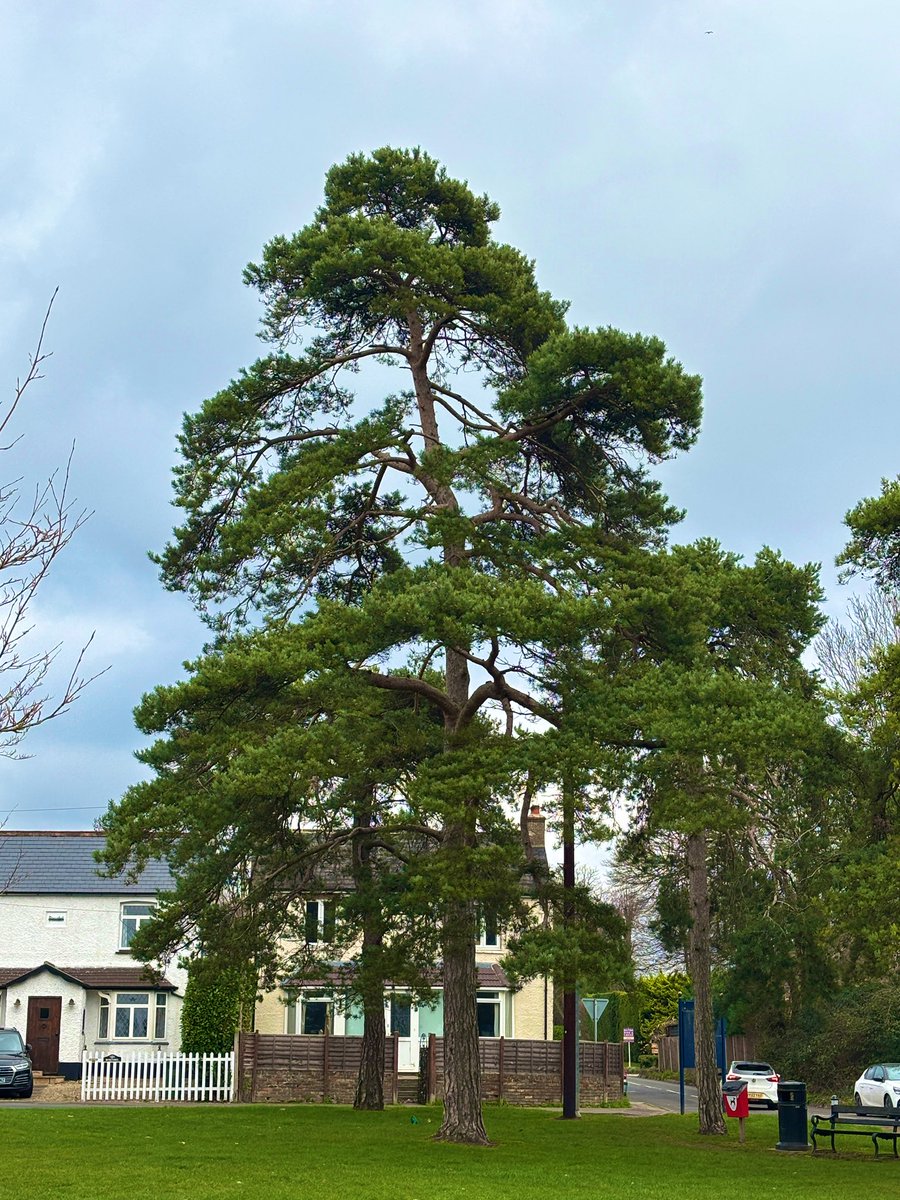 GoalOrchard's tweet photo. And this Scots Pine is another option. https://t.co/zEaegntsRF