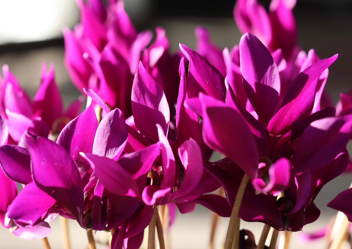 �\�[�V�����}�K�W���w�R�X���f�B�A�h�b�g�R��!!�x:�ŐV���𐏎��X�V��!!