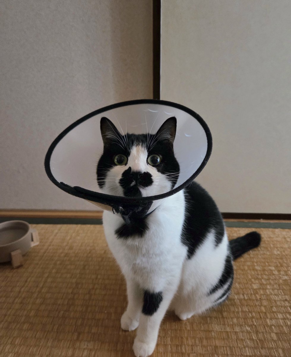 運動不足でぷにぷにしてきてる