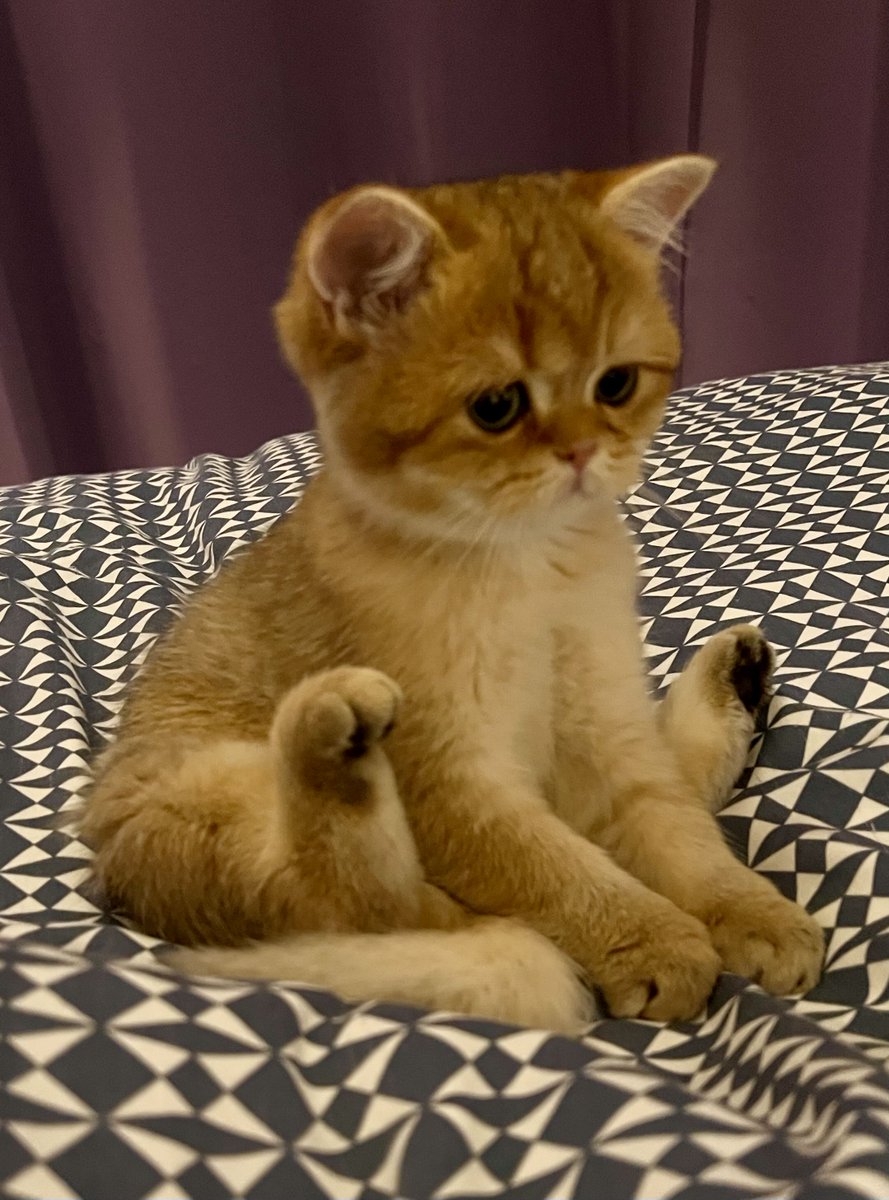 LickAMV's tweet image. Le potichat grandit 🐈