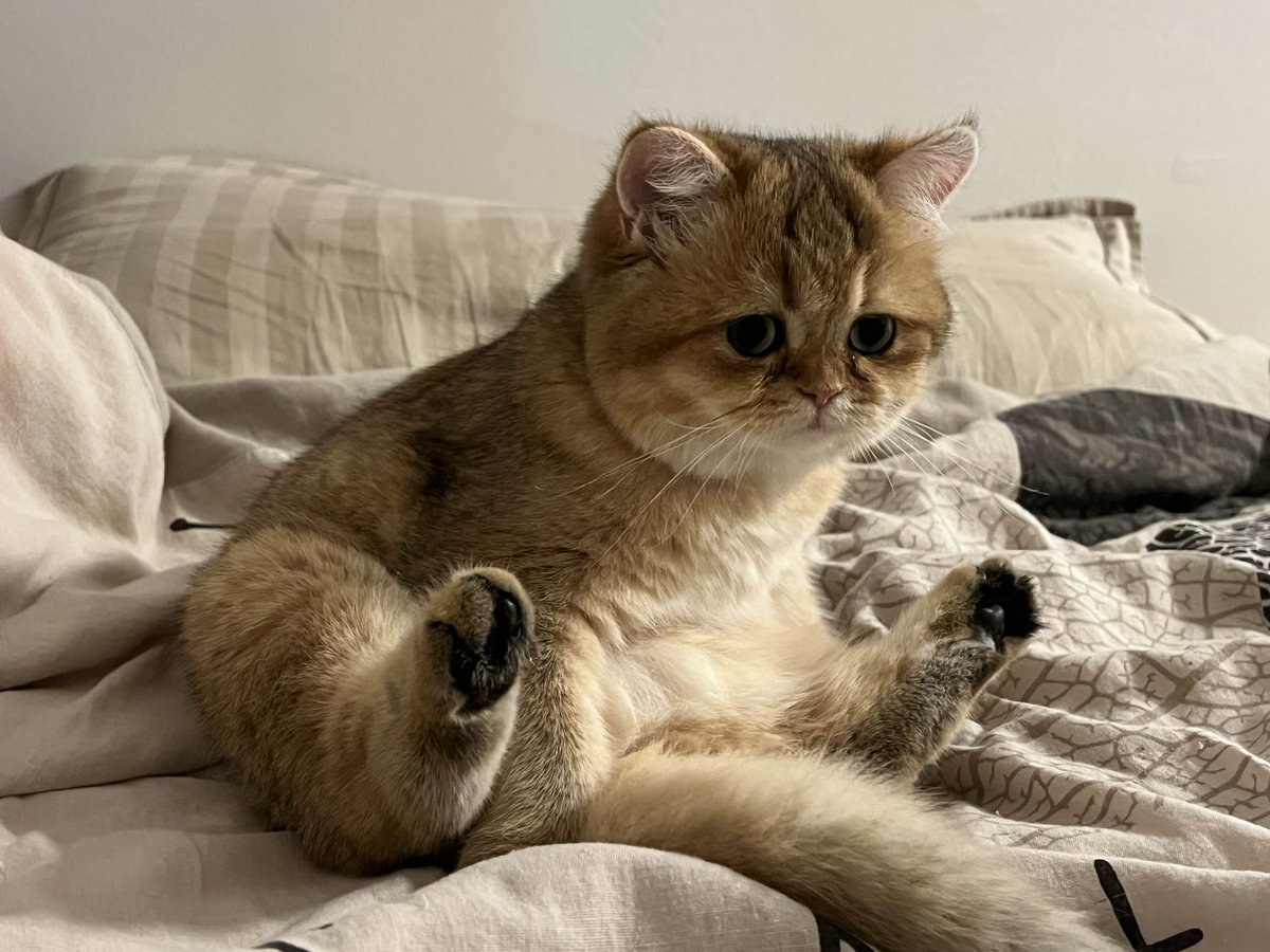 LickAMV's tweet image. Le potichat grandit 🐈