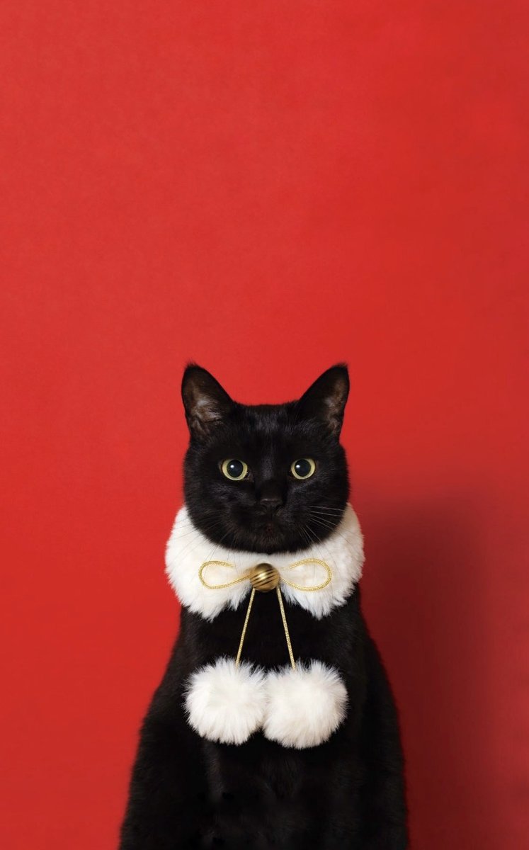 こっこ (@cocco3673) / Posts / X