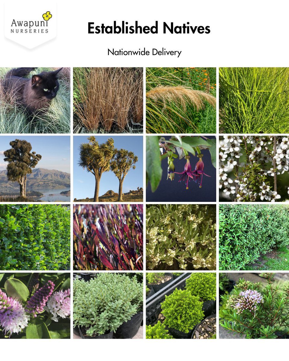 Grow_Awapuni's tweet photo. Perfectly adapted to the NZ climate, soils, and seasons, native plants offer year-round beauty with far less effort.  Let's plant more natives to support local biodiversity --attract birds and pollinators and create a garden that feels grounded in place: https://t.co/ElIBUcNyxP https://t.co/KffRadaBZV