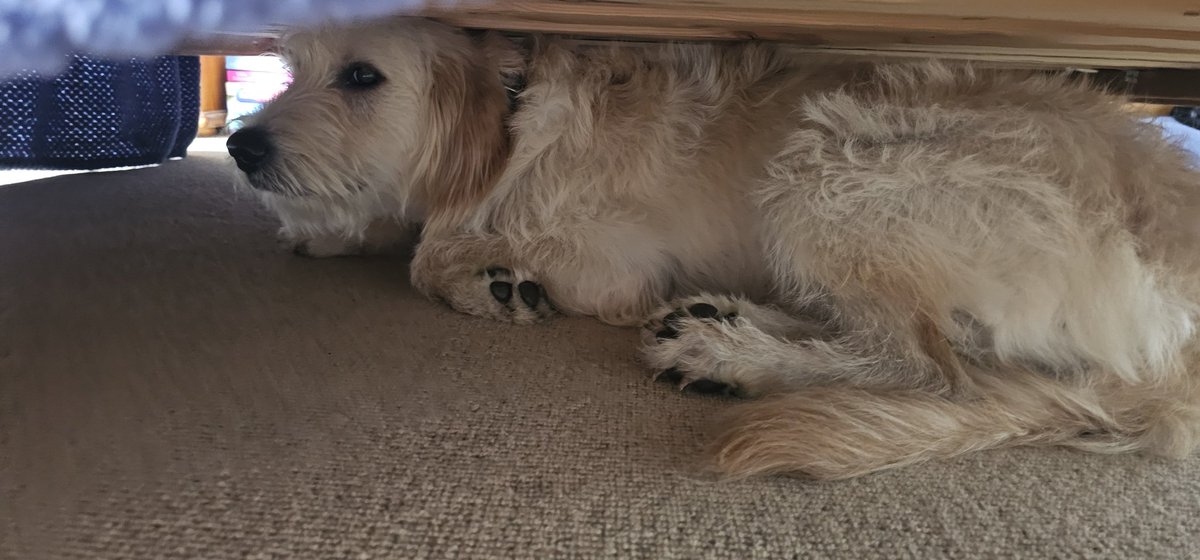 dancing sibuxiang ♪ tweet media