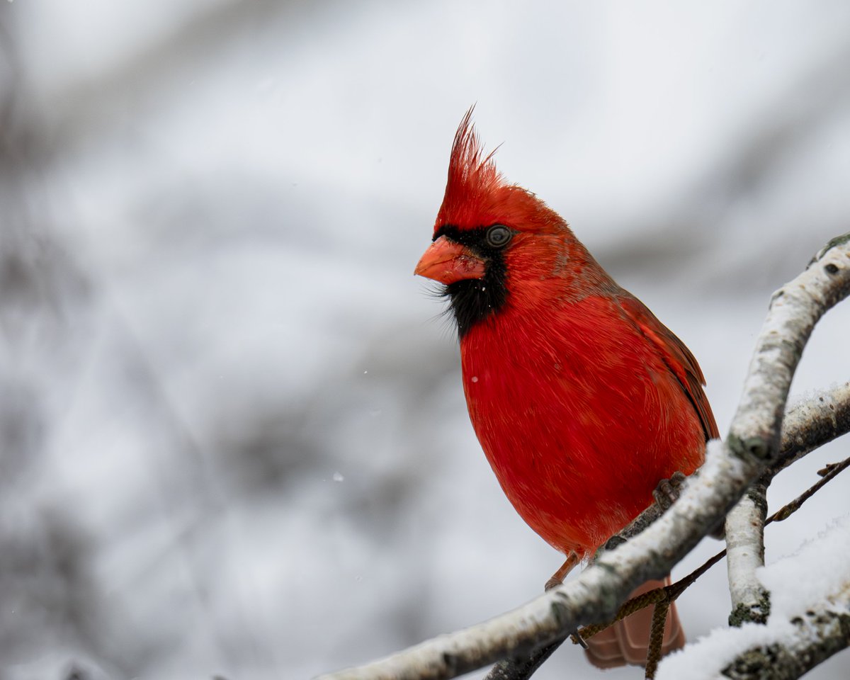 Bold Against the Frost

 #photography #naturephotography #backyardbirds #birds #wildlife #wildlifephotography #birdphotography #omsystem #nature #Cardinals #winter