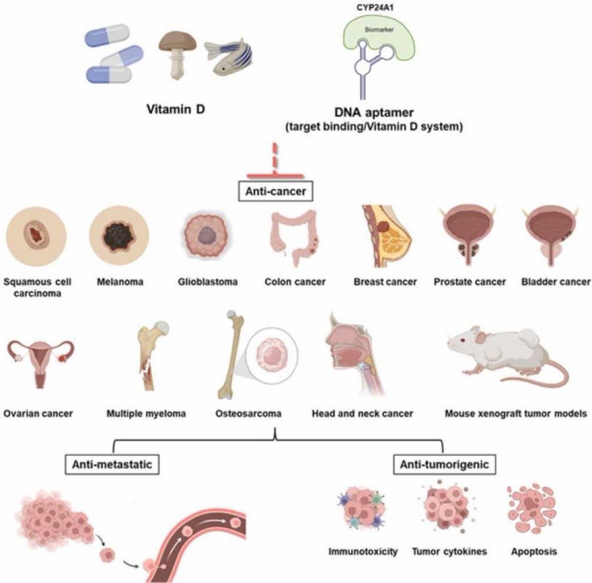 NutrioSci's tweet image. The impact of vitamin D on cancer: A mini review

#vitamins #vitaminD #nutrition #Cancer #MedEd #MedTwitter 
sciencedirect.com/science/articl…