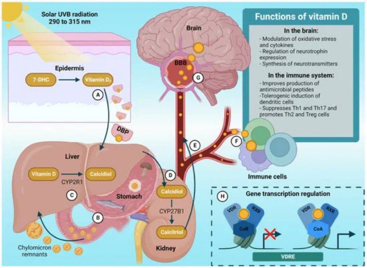NutrioSci's tweet image. Metabolism, signaling and functions of vitamin D

Via @DrGrimaldesJ #Meded #MedX #VitaminD