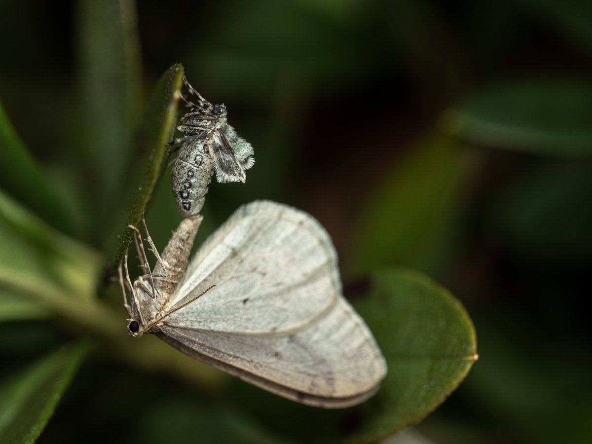 mushi no uta Community on X - 210 Members