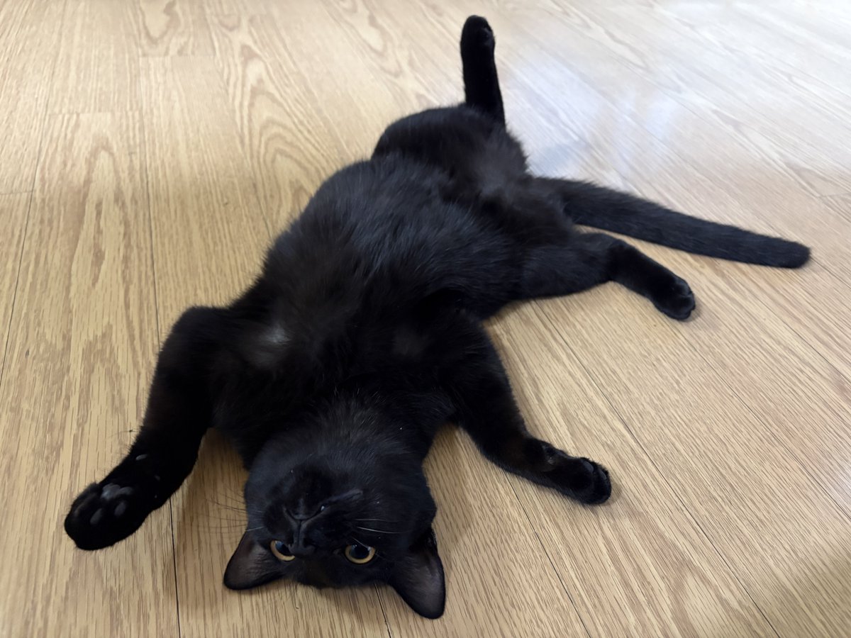 그냥 우리집 고양이 자랑