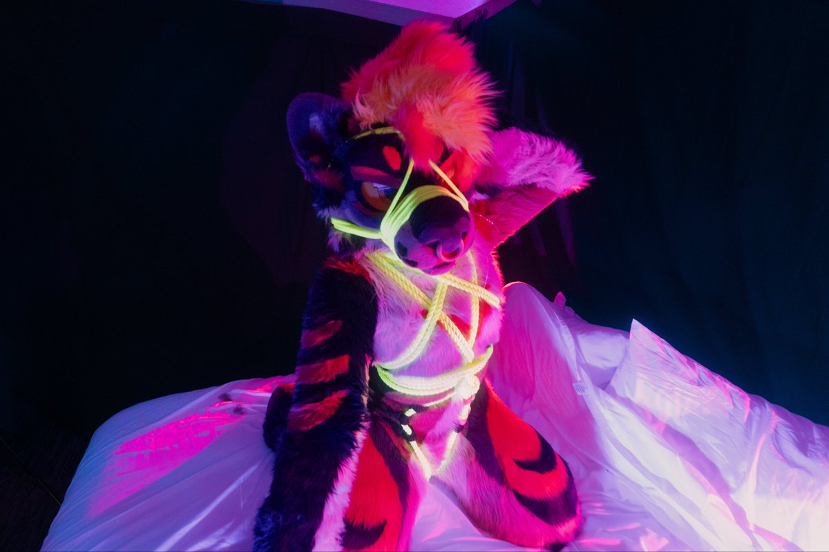 A tied up tiger 🐅 🪢 for #tiedUpTuesday
🐯: @scarburne 🔥