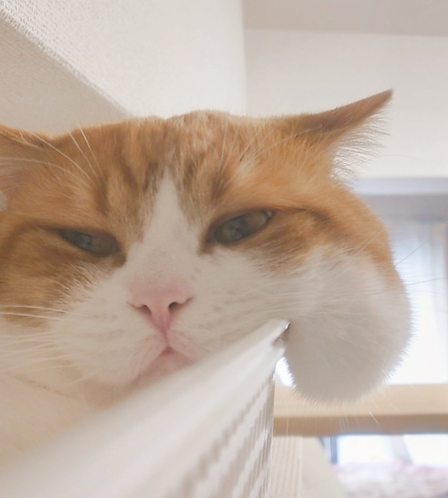 おちゃまる おちゃまる (@ochamarusan0126) / Posts / X