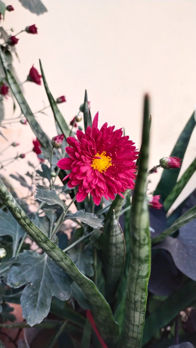 हर सुबह की शुरुआत एक नई जिंदगी के साथ करे 
जिससे आपके जीवन में नए ऊर्जा का संचार होगा 

सुप्रभात सभी दोस्तों को 🌺🙏🌹💐💚