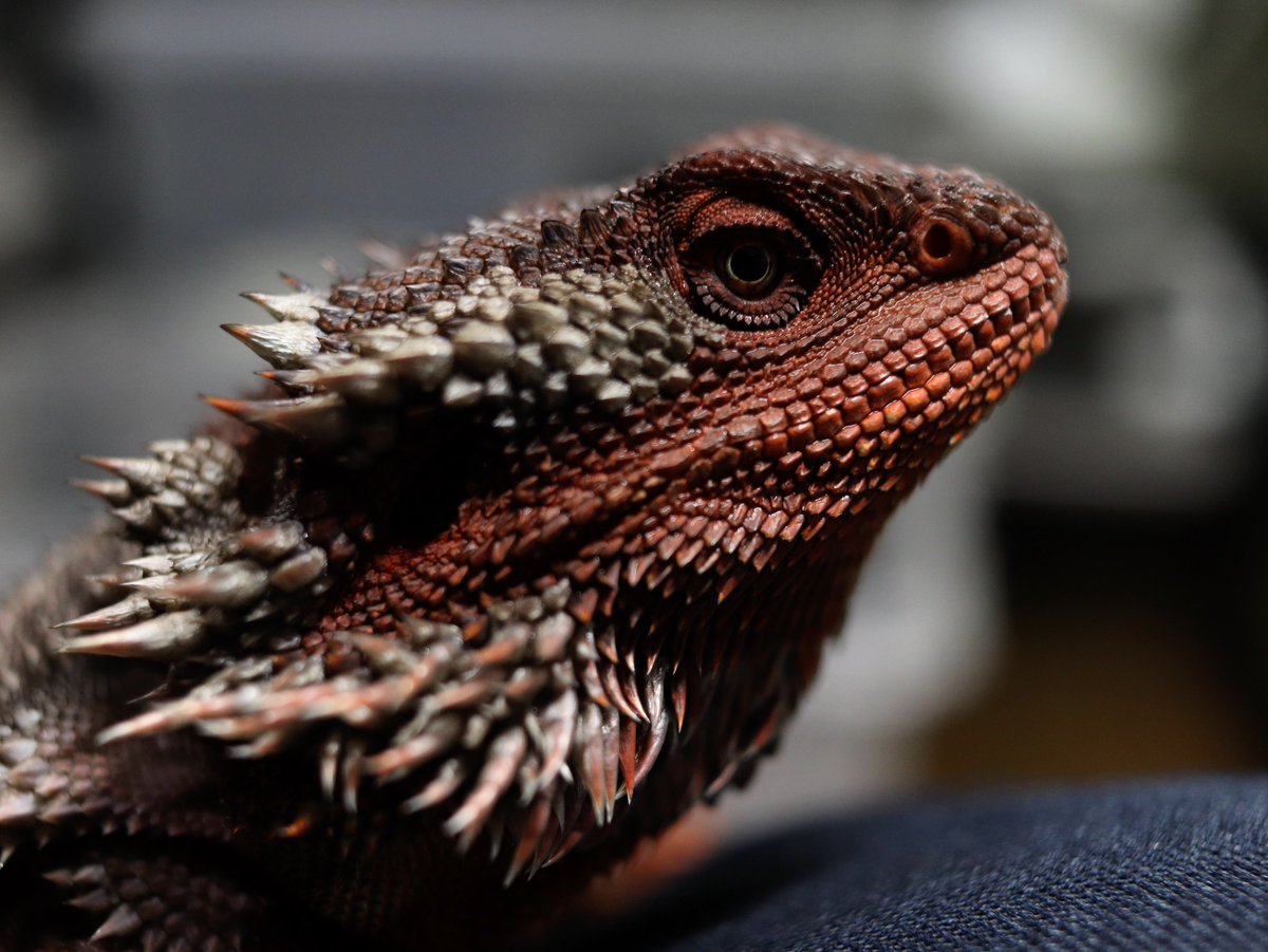 今月末で多川が生後6ヶ月…41.5cmになっる‼️✨
ついに40cm超えたね〜どこまで大きくなるかね〜☺️