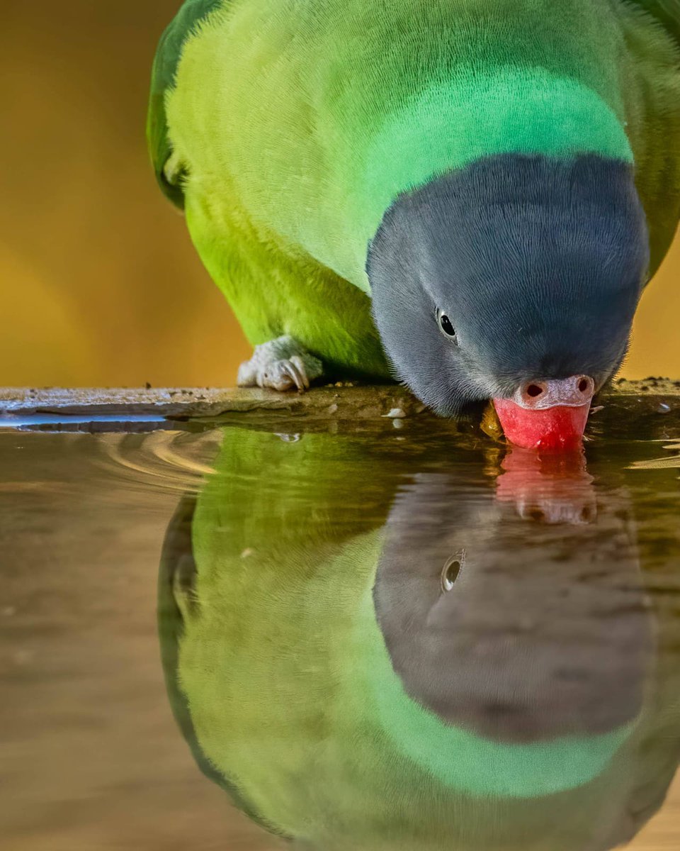 Mohit Mehta tweet media