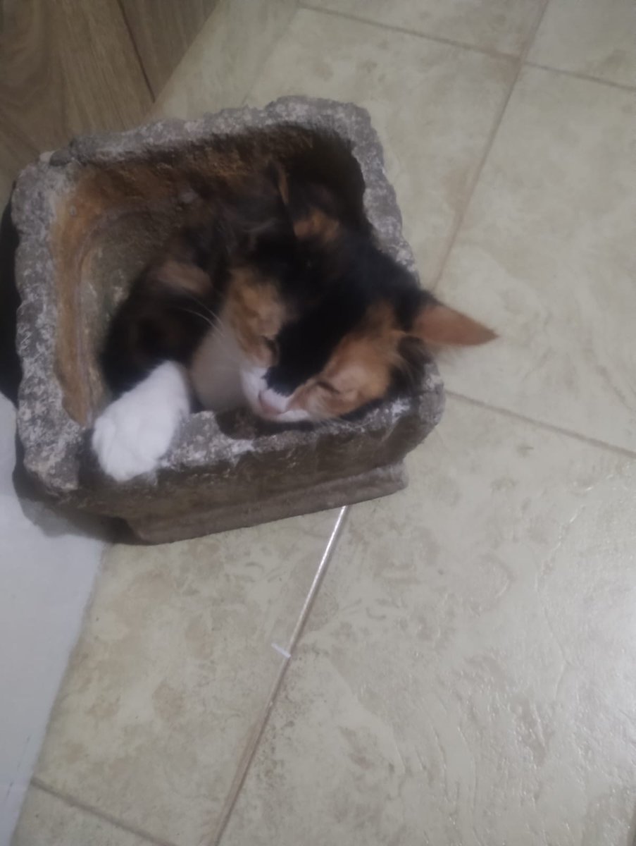 No la sembramos... Duerme...