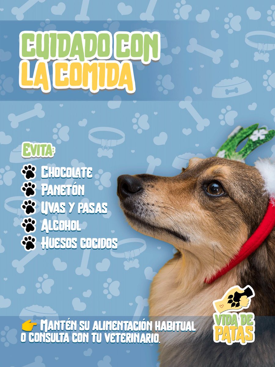 NochedePatas's tweet photo. Las fiestas de fin de año pueden ser momentos de alegría… pero también de estrés para nuestras mascotas.
El ruido, la pirotecnia, las visitas y los cambios en la rutina pueden afectar mucho su bienestar 🐶🐱

#VidaDePatas #CuidadoAnimal #MascotasSeguras https://t.co/B78e0ko9Ha