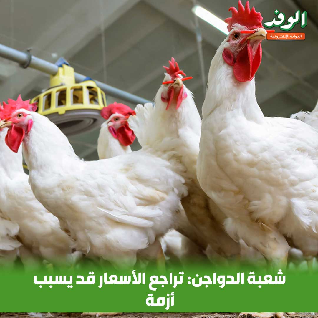 بوابة الوفد| شعبة الدواجن: تراجع الأسعار قد يسبب أزمة 
