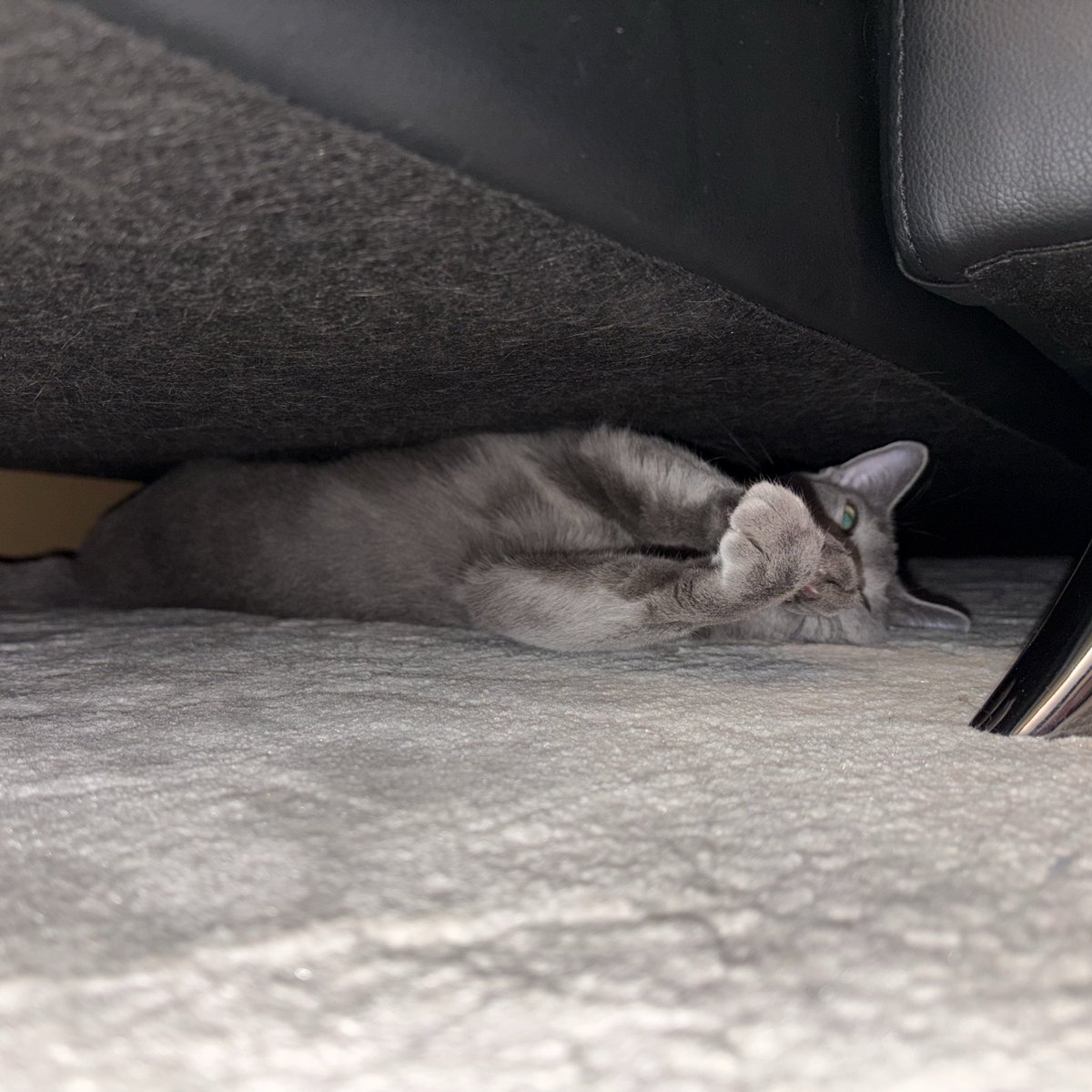 ロシアンブルーのシアン🐈‍⬛ (@kana_cosme123) / Posts / X