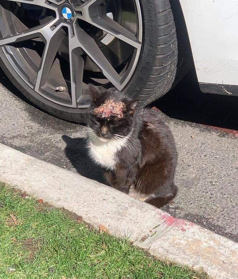 💥URGENT💥 We’ve been contacted about an injured cat in Brooklyn... Cleary there’s no time to waste, so we offered our help immediately. Hope we’re not too late. Updates to follow. To help us help this cat please donate by clicking the link in our BIO 💥REPOST💥