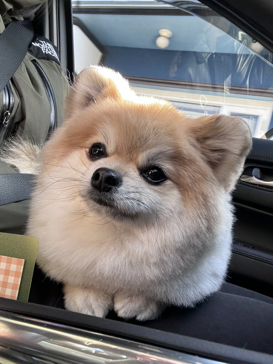 これは過去のモチド(モチモチdog)