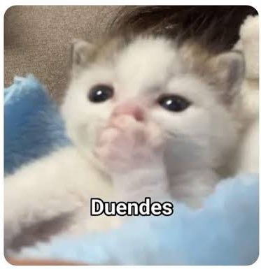 ZomVick's tweet photo. Así los Ponchos y Juncales.

Baja el dólar: fue Sheinbaum.

Sube el dólar: https://t.co/kuYWLHya7p