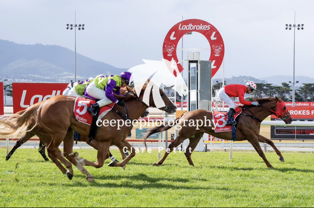 Broadmarsh_Stud's tweet photo. SKIN IN THE GAME notched up another win for the team on Sunday at Hobart.

He is still learning his ways but is becoming a very progressive horse, notching up his 5th win from 7 starts and 2 seconds.

📸📸 thnks to ceepeephotography https://t.co/Y31FbFEwuu