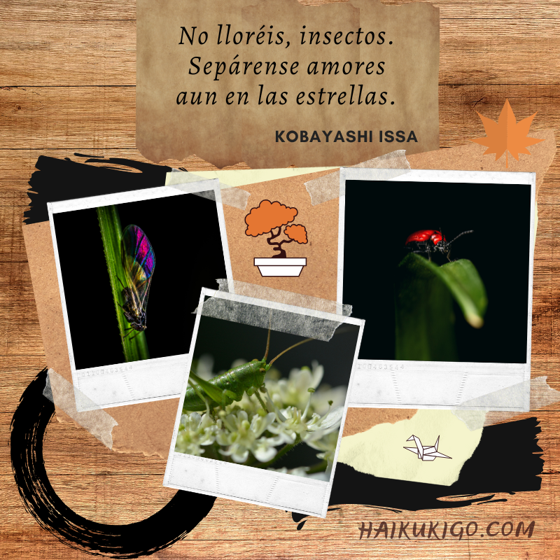 Haikukigo.com tweet media