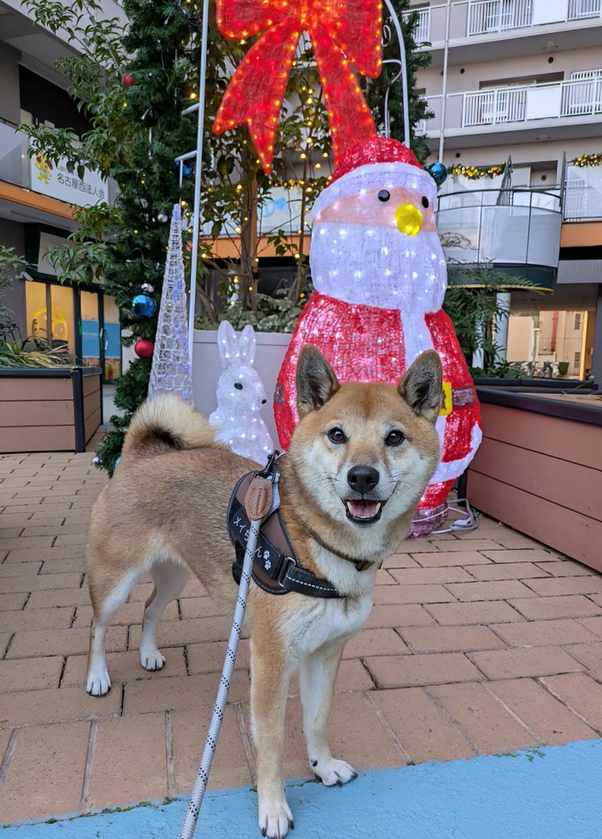 柴犬メイ (@siba883) / Posts / X