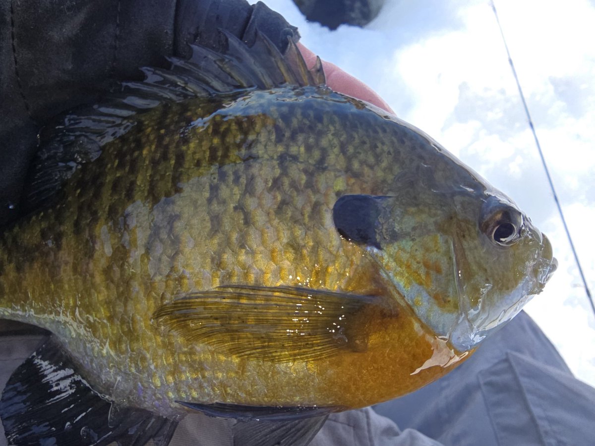 PeteMaina's tweet photo. Did get a few toothless on the ice today. Above freezing was appreciated! Felt amazing.
#toothlesstuesday https://t.co/ifLx7d0ZdE