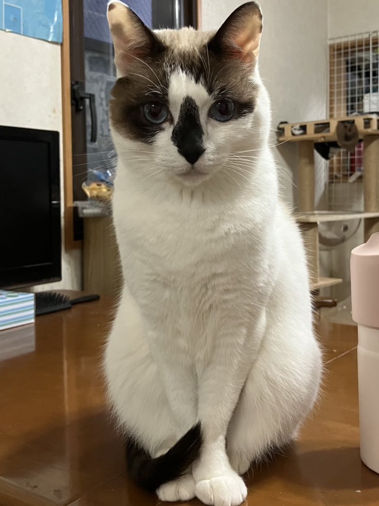 正面猫