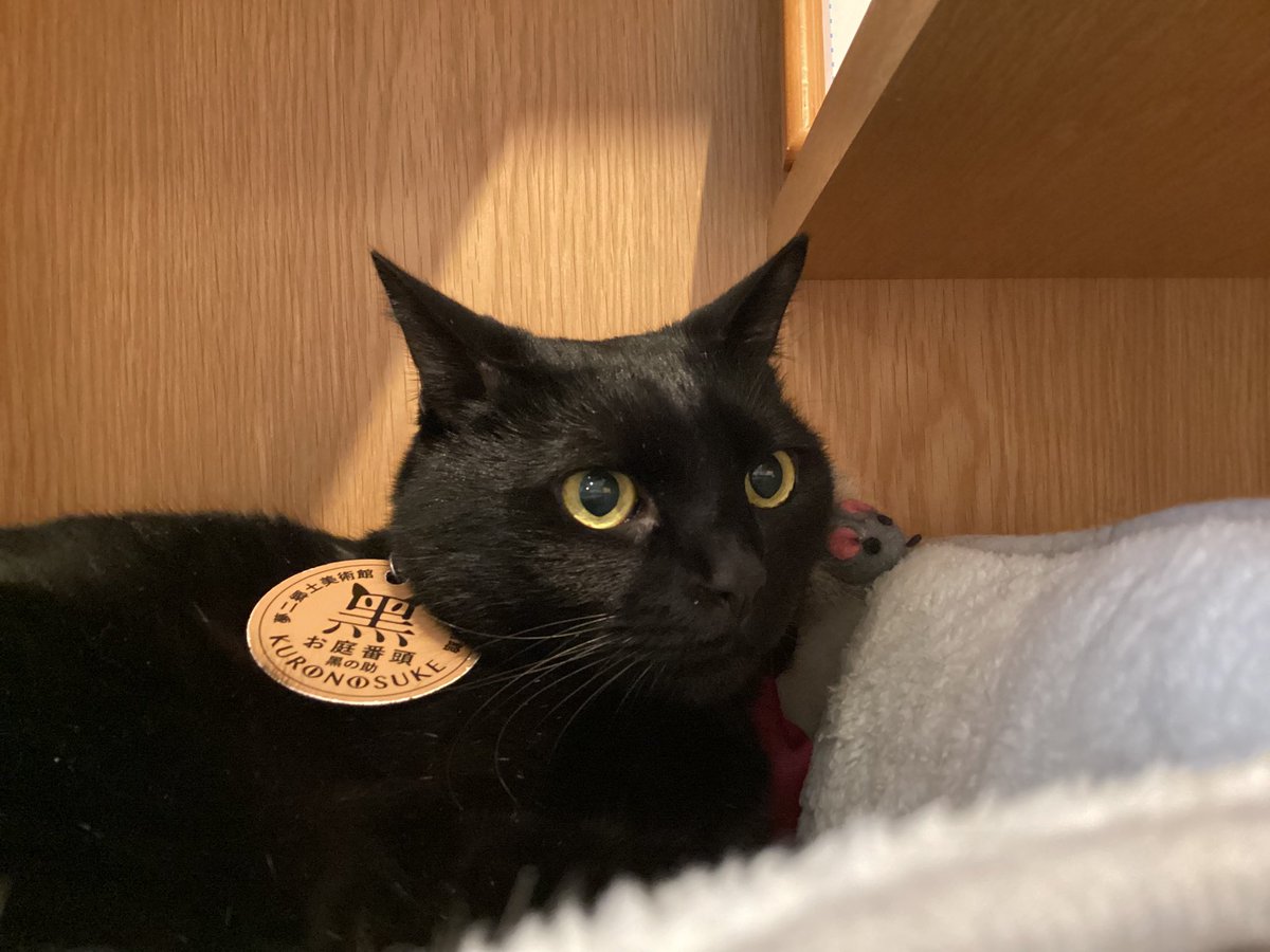 YumejiArtMuseum's tweet photo. 黑の助が出勤しましたにゃん🐈⬛🐾
12月24日(水)のお庭番就任9周年まであと7日!
楽しみだにゃん♪
#夢二郷土美術館 #お庭番 #猫 #ねこ #黑の助 #岡山 #かわいい #yumejiartmuseum #cat #kuronosuke #okayama #梦路 #大正罗马 #黑猫 #日本 #夢二 #美術館 #大正浪漫 #japan #art #atworktoday #yumeji https://t.co/EXqfhyn7nu