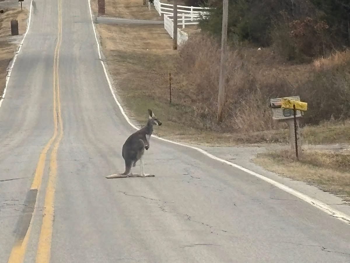 A_Friend94's tweet photo. @OKWildlifeDept  This is an acceptable friend to let hang out in the house for Christmas, right? Totally hypothetical question btw, no other reason for the question… #tulsa #kangaroo https://t.co/PsARBreifL