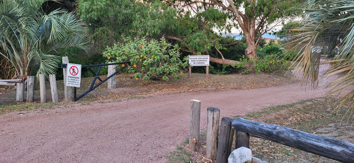 Adrián Manera tweet media