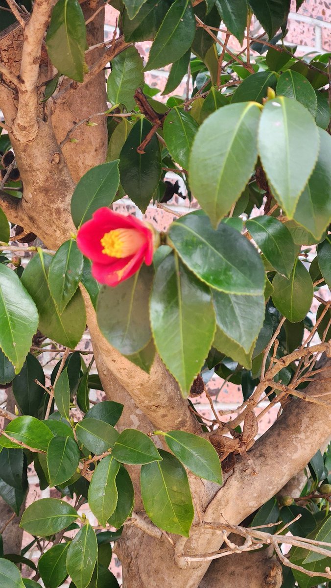 담장의 동백도 피기 시작했다.