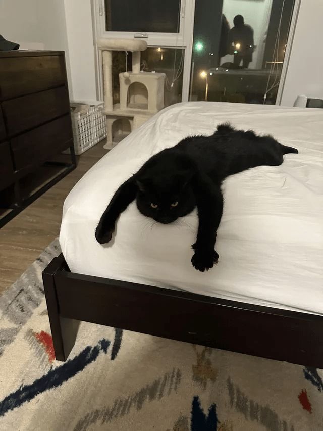 Black cats are not bad luck (@visualscat) on Twitter photo 