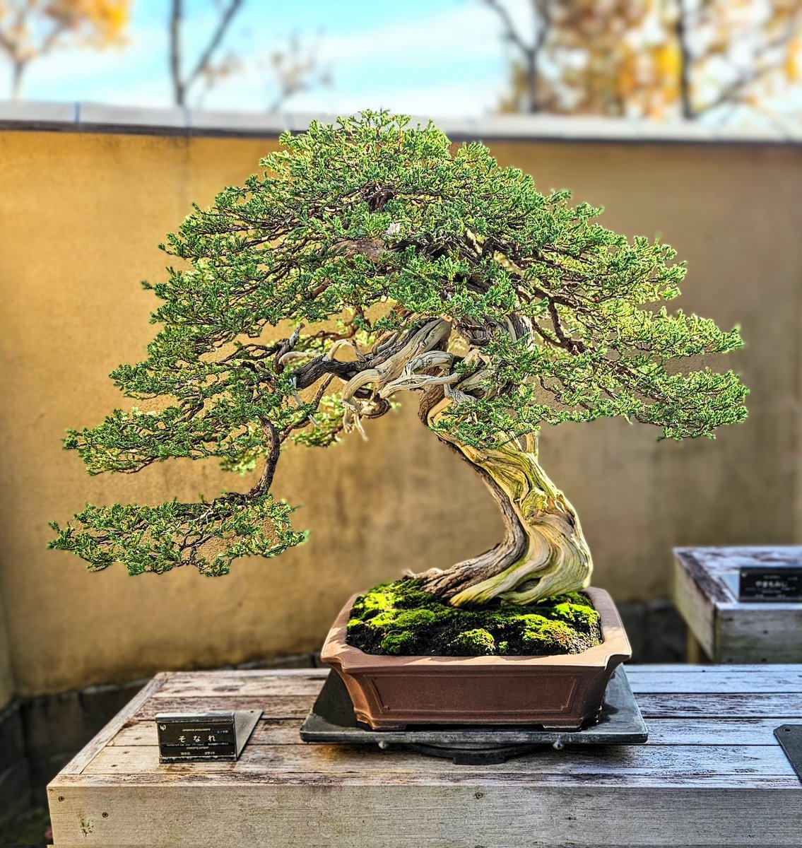 昭和記念公園・日本庭園】 「盆栽」 