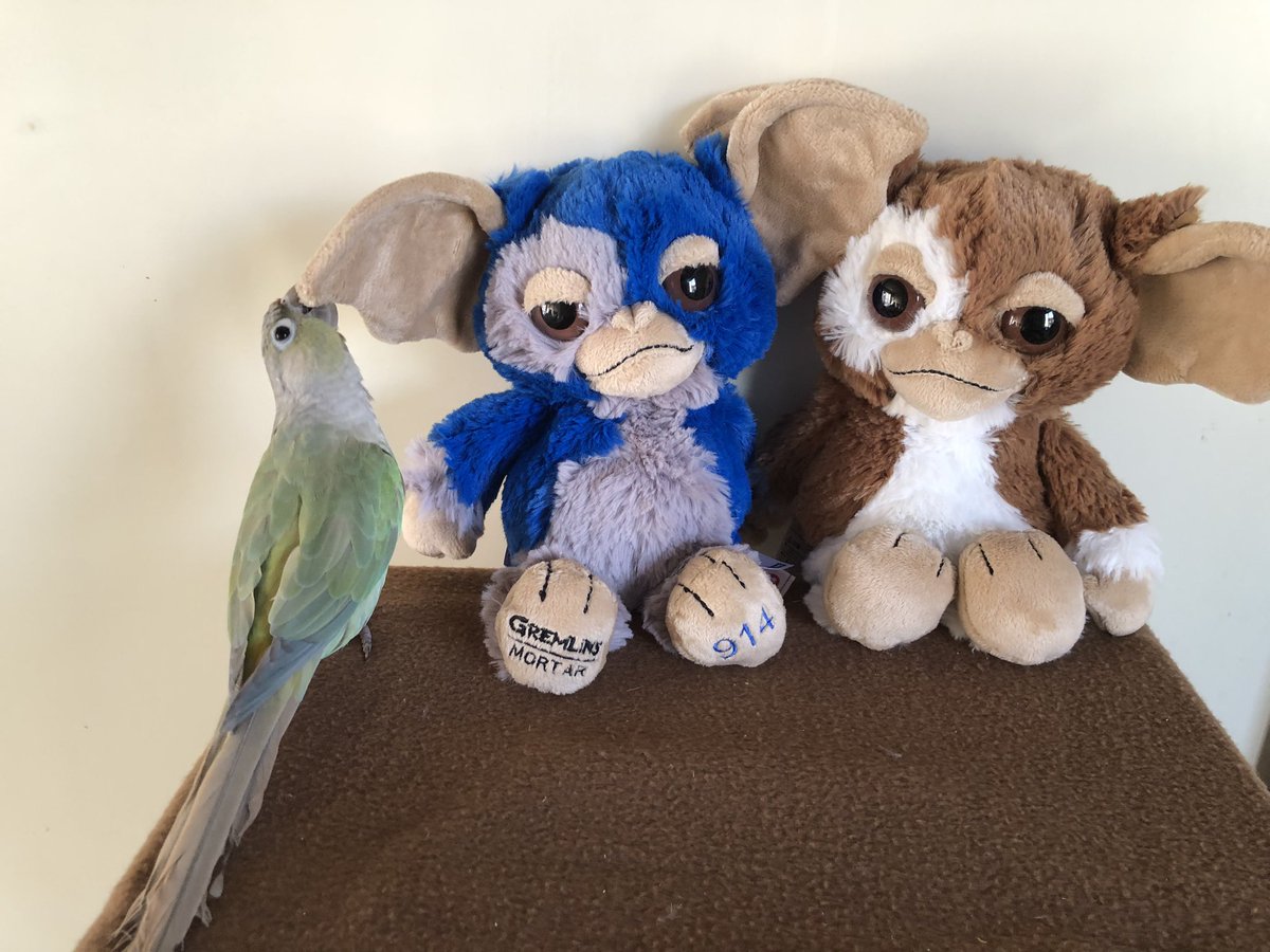 この子を連れて帰りました♪ ブルーのギズモはお友達からのクリスマス